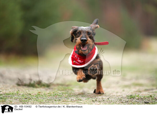 Dackel / Dachshund / KB-10492