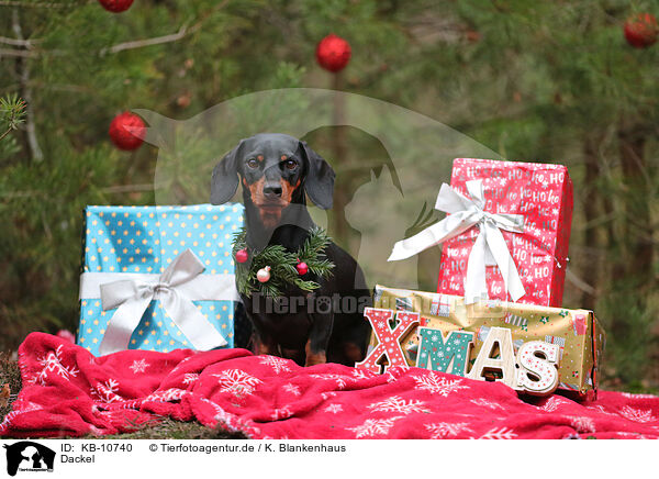Dackel / Dachshund / KB-10740