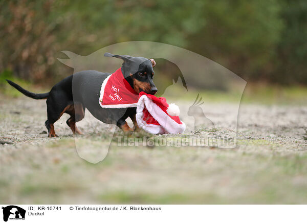 Dackel / Dachshund / KB-10741