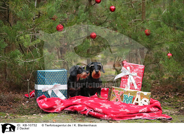 2 Dackel / 2 Dachshunds / KB-10752