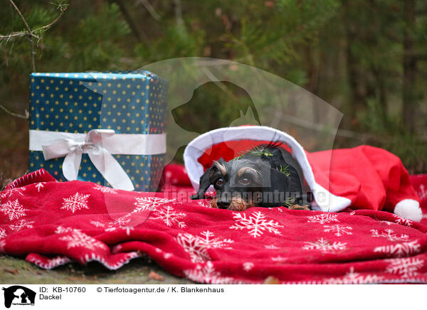 Dackel / Dachshund / KB-10760