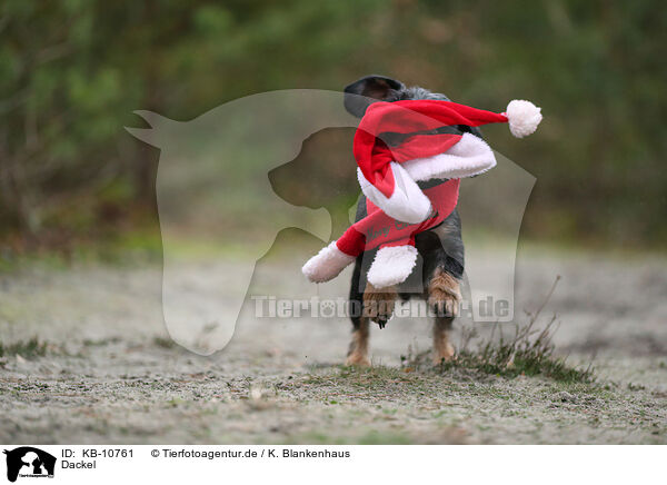 Dackel / Dachshund / KB-10761