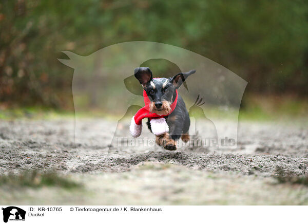 Dackel / Dachshund / KB-10765