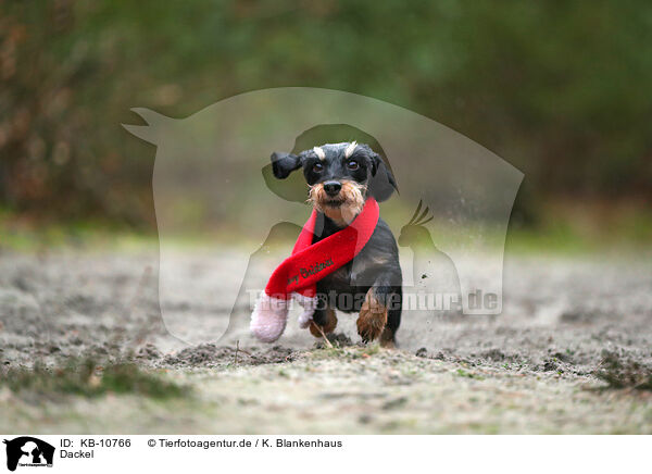 Dackel / Dachshund / KB-10766