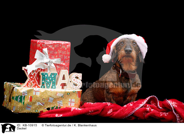 Dackel / Dachshund / KB-10915