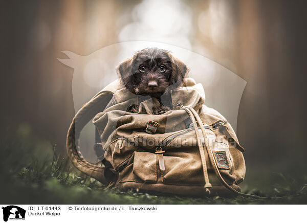 Dackel Welpe / Dachshund Puppy / LT-01443