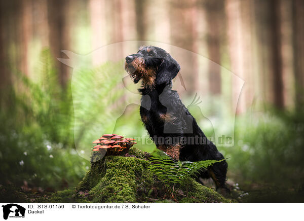 Dackel / Dachshund / STS-01150