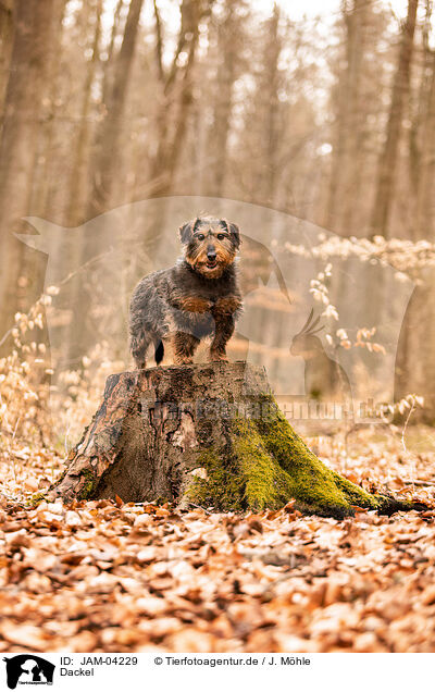 Dackel / Dachshund / JAM-04229