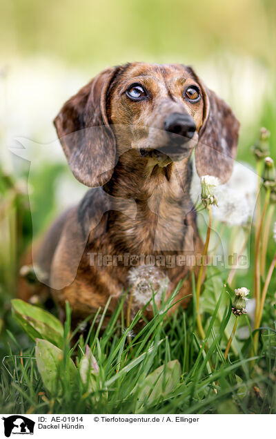 Dackel H�ndin / female Dachshund / AE-01914