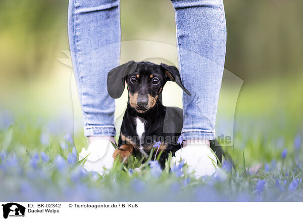 Dackel Welpe / Dachshund Puppy / BK-02342