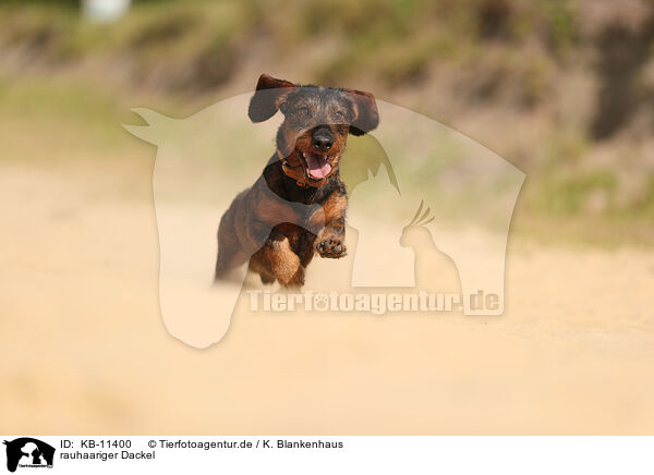 rauhaariger Dackel / wirehaired Dachshund / KB-11400