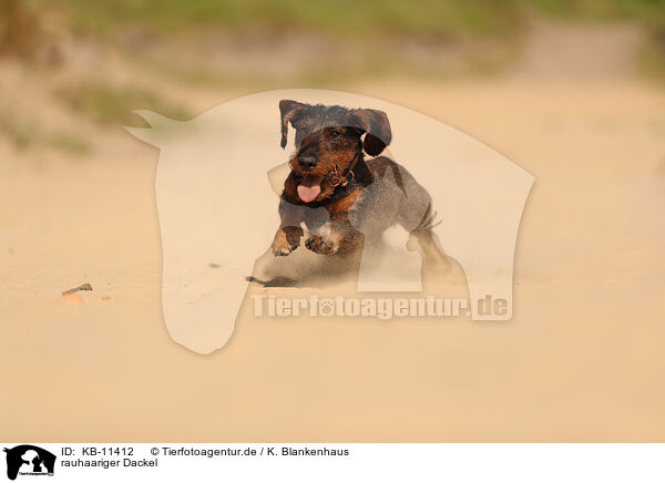 rauhaariger Dackel / wirehaired Dachshund / KB-11412