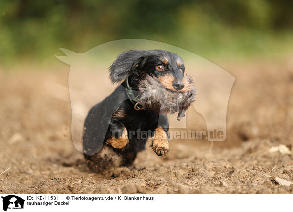 rauhaariger Dackel / wirehaired Dachshund / KB-11531