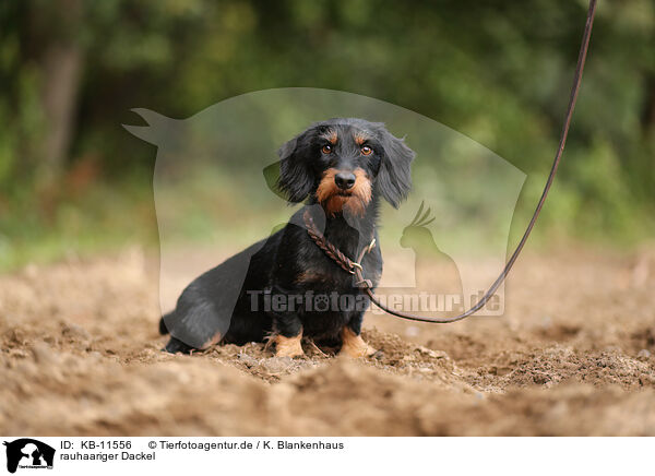 rauhaariger Dackel / wirehaired Dachshund / KB-11556