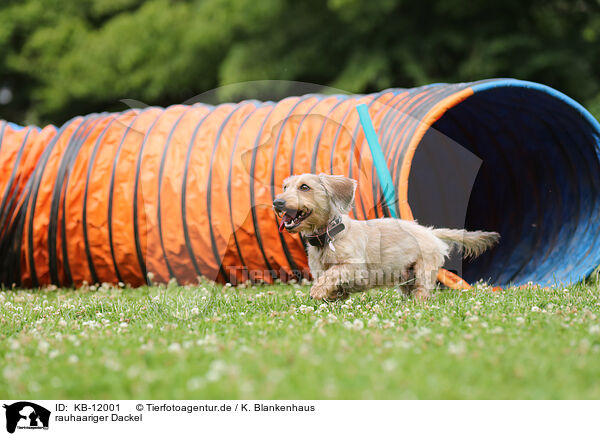 rauhaariger Dackel / wirehaired Dachshund / KB-12001