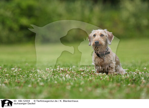 rauhaariger Dackel / wirehaired Dachshund / KB-12004