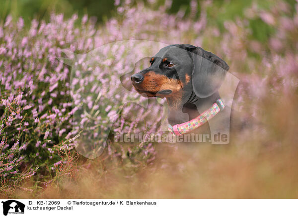 kurzhaariger Dackel / shorthaired Dachshund / KB-12069