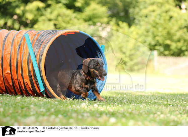 rauhaariger Dackel / wirehaired Dachshund / KB-12075
