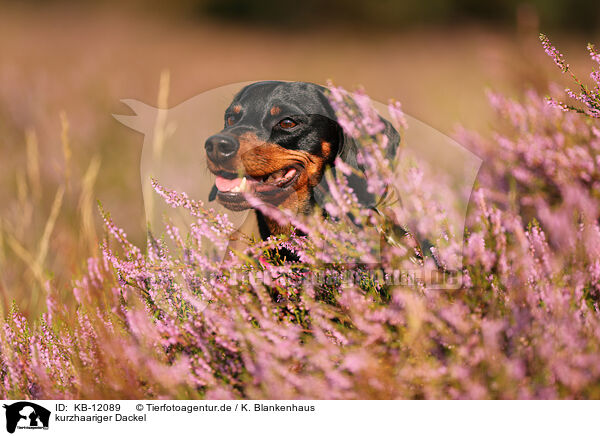 kurzhaariger Dackel / shorthaired Dachshund / KB-12089