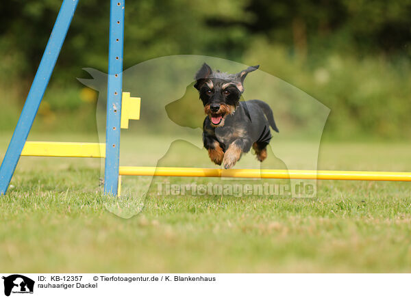 rauhaariger Dackel / wirehaired Dachshund / KB-12357