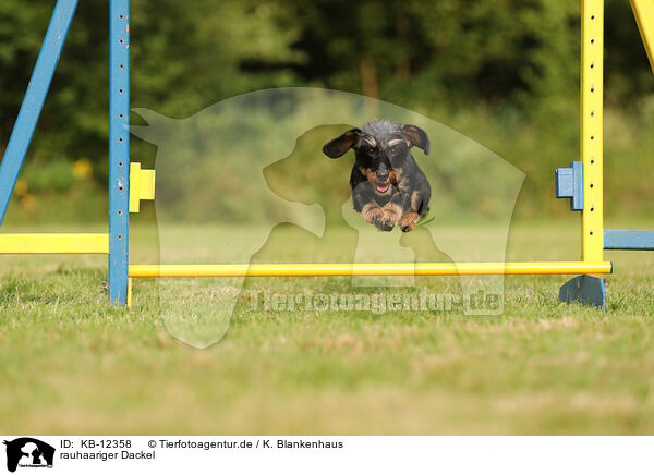 rauhaariger Dackel / wirehaired Dachshund / KB-12358