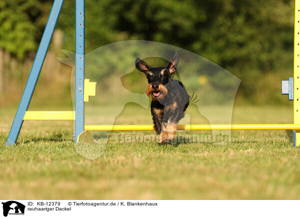 rauhaariger Dackel / wirehaired Dachshund / KB-12379