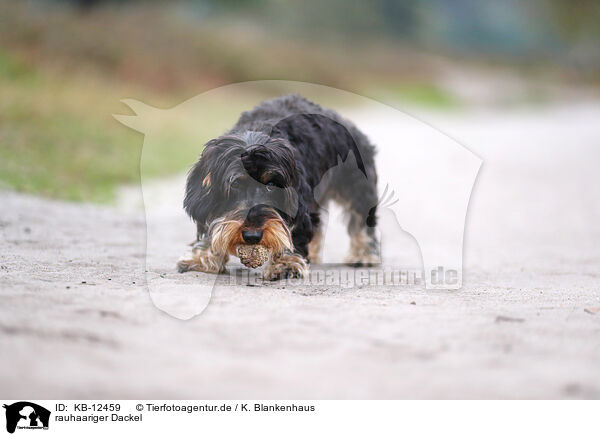 rauhaariger Dackel / wirehaired Dachshund / KB-12459
