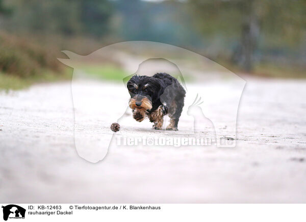 rauhaariger Dackel / wirehaired Dachshund / KB-12463
