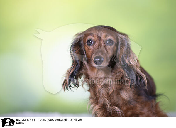 Dackel / Dachshund / JM-17471