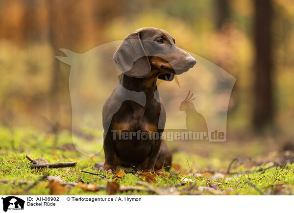 Dackel Rde / male Dachshund / AH-06902