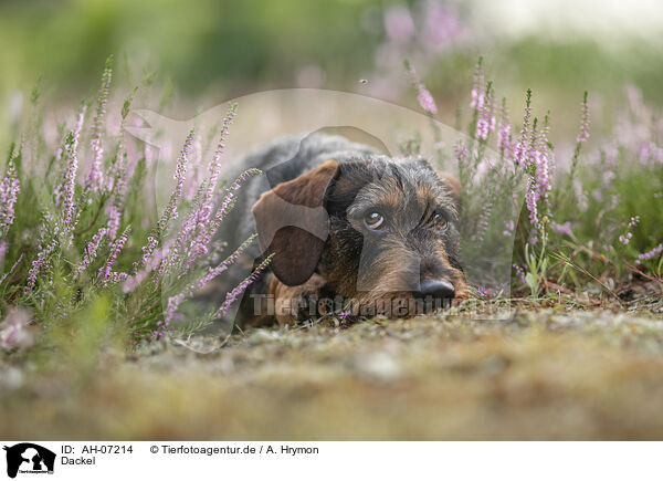 Dackel / Dachshund / AH-07214