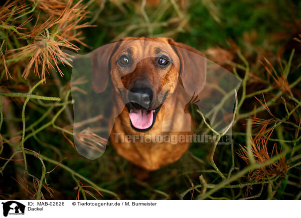 Dackel / Dachshund / MAB-02626