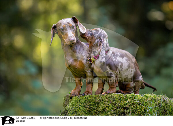 Dackel / Dachshunds / MM-02258