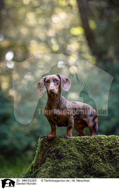 Dackel Hndin / female Dachshund / MM-02265