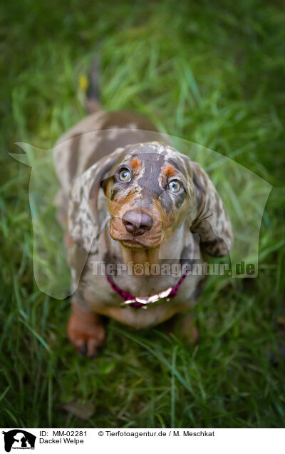 Dackel Welpe / Dachshund Puppy / MM-02281