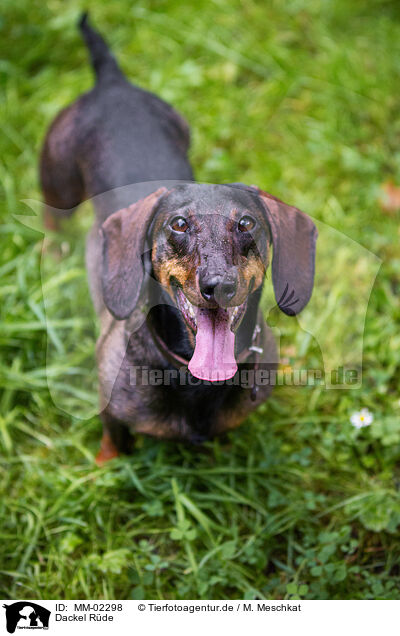 Dackel Rde / male Dachshund / MM-02298