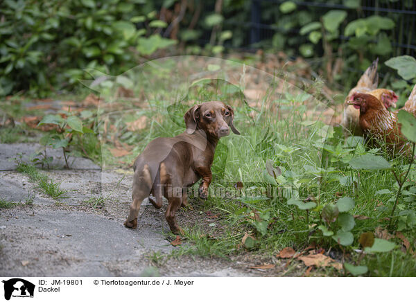 Dackel / Dachshund / JM-19801