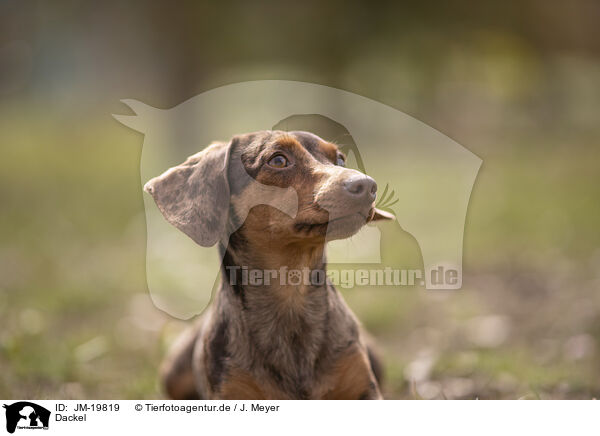 Dackel / Dachshund / JM-19819