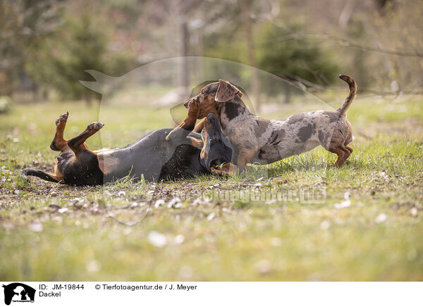 Dackel / Dachshunds / JM-19844