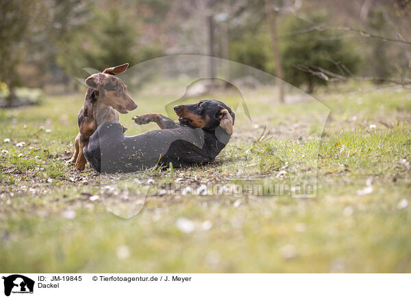 Dackel / Dachshunds / JM-19845
