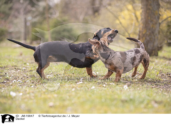 Dackel / Dachshunds / JM-19847
