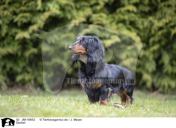 Dackel / Dachshund / JM-19852