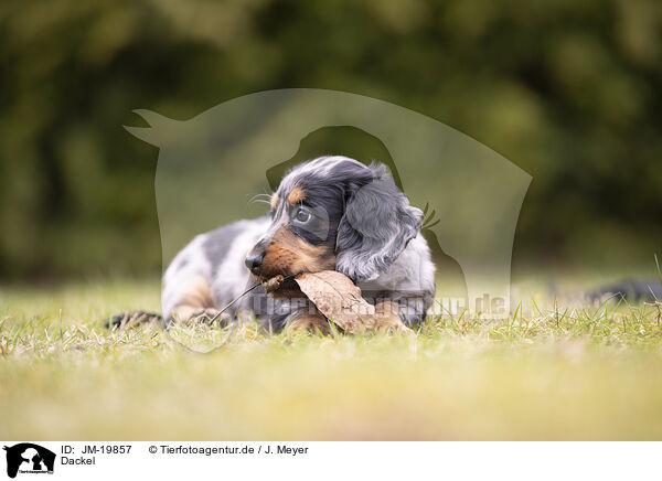 Dackel / Dachshund / JM-19857