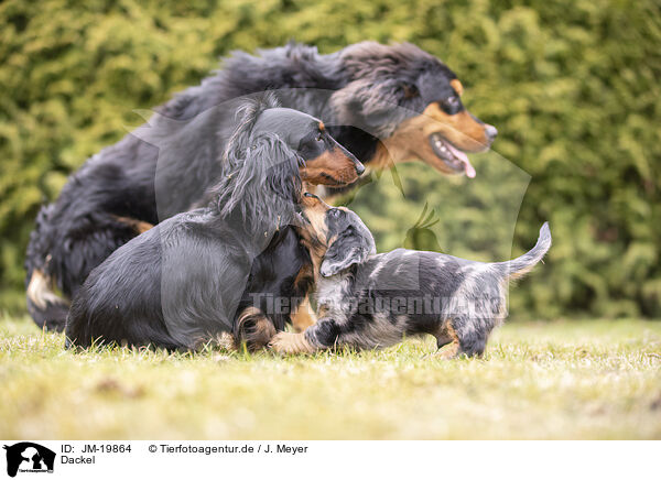Dackel / Dachshund / JM-19864