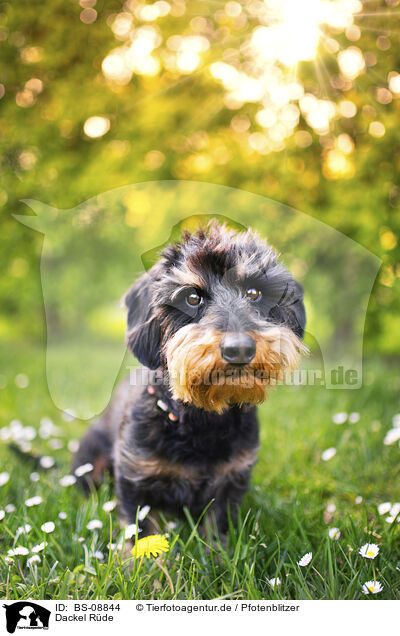 Dackel Rde / male Dachshund / BS-08844