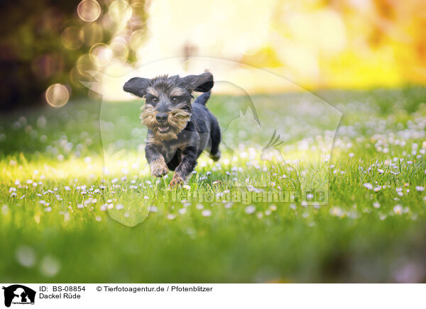 Dackel Rde / male Dachshund / BS-08854