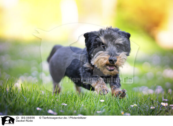 Dackel Rde / male Dachshund / BS-08856