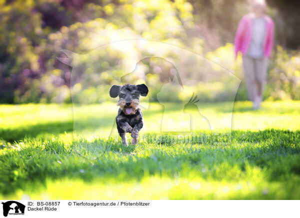 Dackel Rde / male Dachshund / BS-08857