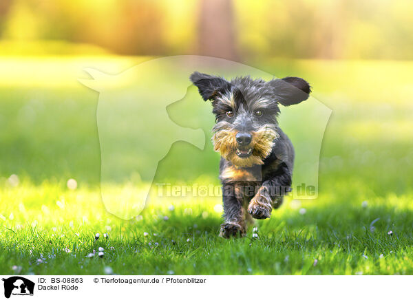 Dackel Rde / male Dachshund / BS-08863