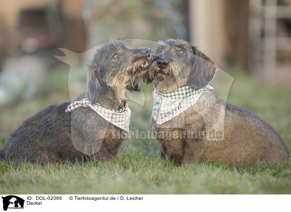 Dackel / Dachshund / DOL-02066